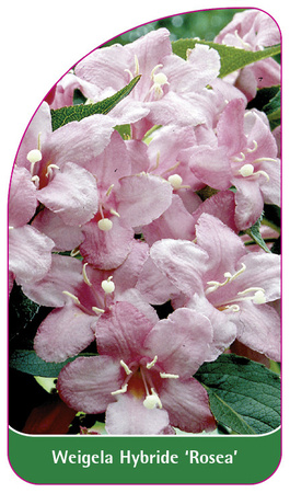 Weigela Hybride 'Rosea'