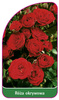 Róza okrywowa Nr. 309 A