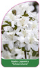 Azalea japonica 'Schneesturm'