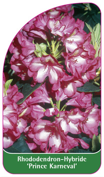 Rhododendron-Hybride 'Prince Karneval'