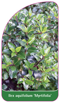 Ilex aquifolium 'Myrtifolia'