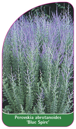 Perovskia abrotanoides 'Blue Spire'
