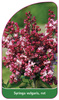 Syringa vulgaris, rot