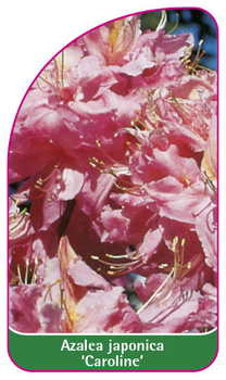 Azalea japonica 'Caroline'