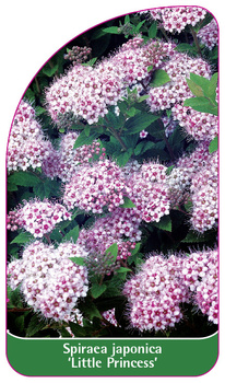 Spiraea japonica 'Little Princess'