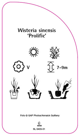 Wisteria sinensis 'Prolific'