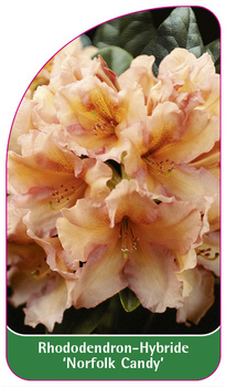 Rhododendron-Hybride 'Norfolk Candy'