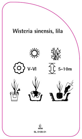 Wisteria sinensis, lila
