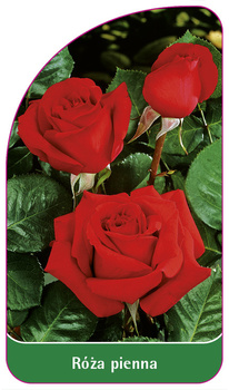 Róza pienna Nr. 28