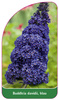 Buddleia davidii, blau
