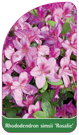 Rhododendron simsii 'Rosalie'