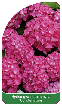 Hydrangea macrophylla 'Constellation'