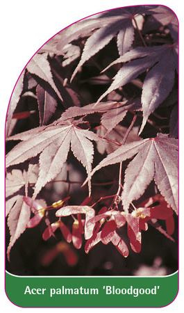 Acer palmatum 'Bloodgood'