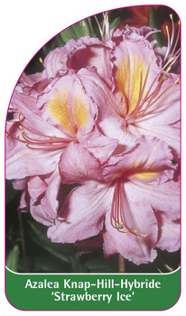 Azalea Knap-Hill-Hybride 'Strawberry Ice'