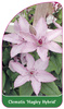 Clematis 'Hagley Hybrid'
