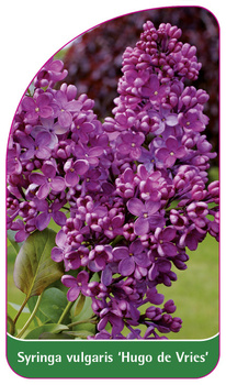 Syringa vulgaris 'Hugo de Vries'