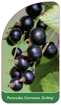 Porzeczka Czerwona 'Ersling'