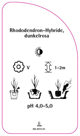 Rhododendron-Hybride dunkelrosa