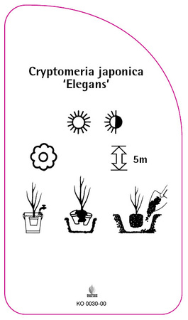 Cryptomeria japonica 'Elegans'
