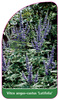 Vitex angus-castus 'Latifolia'