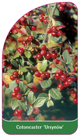 Cotoneaster 'Ursynów'