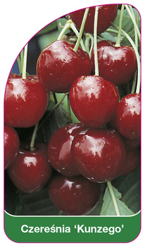Czereśnia 'Kunzego'
