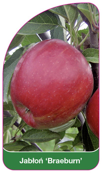 Jablon 'Braeburn'