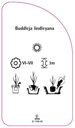 Buddleja lindleyana