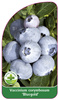 Vaccinium corymbosum 'Bluegold'