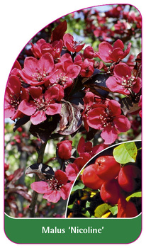 Malus 'Nicoline'