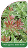 Pieris japonica 'Little Health'