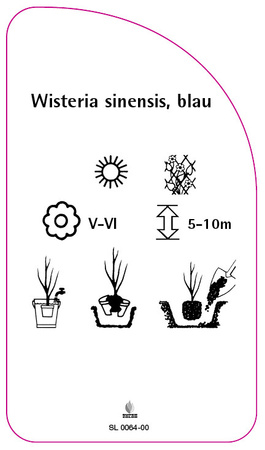 Wisteria sinensis, blau
