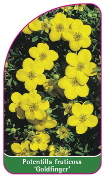 Potentilla fruticosa 'Goldfinger'