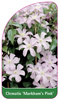 Clematis 'Markham's Pink'
