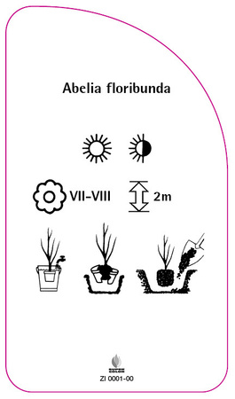Abelia floribunda