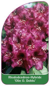 Rhododendron-Hybride 'Olin O. Dobbs'