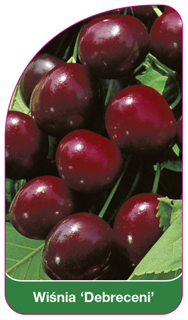 Wiśnia 'Debreceni'