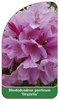Rhododendron ponticum 'Graziella'