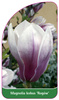 Magnolia kobus 'Rogów'