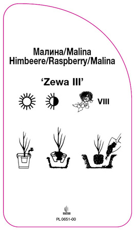 Malina 'Zewa III'