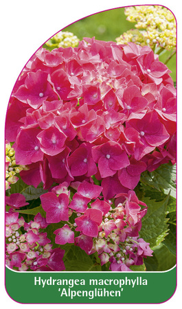 Hydrangea macrophylla 'Alpenglühen'