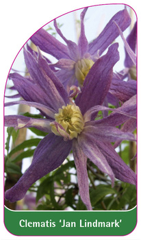 Clematis 'Jan Lindmark'