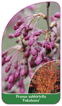 Prunus subhirtella 'Fukubana'
