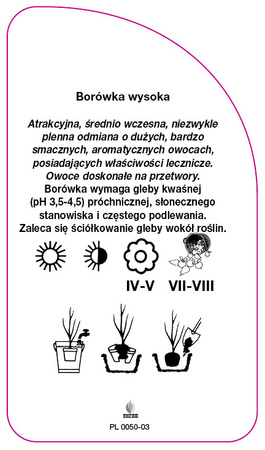 Vaccinium corymbosum 'Toro'