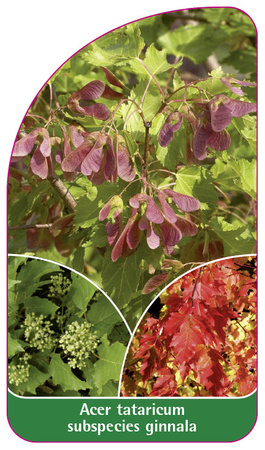 Acer tataricum subspecies ginnala