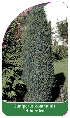 Juniperus communis 'Hibernica'