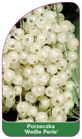 Porzeczka 'Weiße Perle'