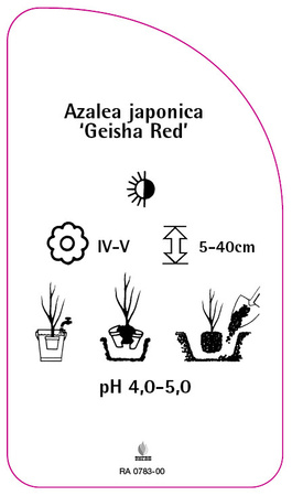 Azalea japonica 'Geisha Red'