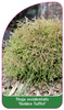 Thuja occidentalis "Golden Tuffet