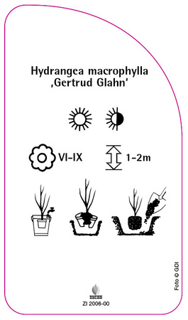 Hydrangea macrophylla ,Gertrud Glahn'
